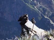 Pérou Découverte : Guide & Infos pour préparer votre voyage